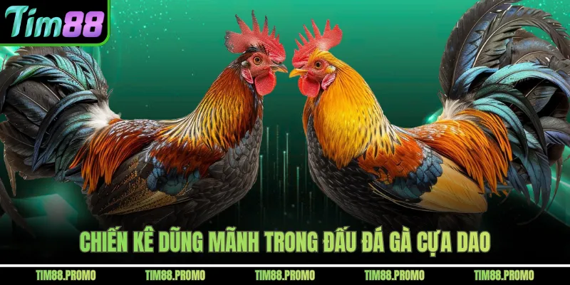 Chiến kê dũng mãnh trong đấu đá gà cựa dao
