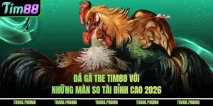 Đá Gà Tre Tim88 Với Những Màn So Tài Đỉnh Cao 2026